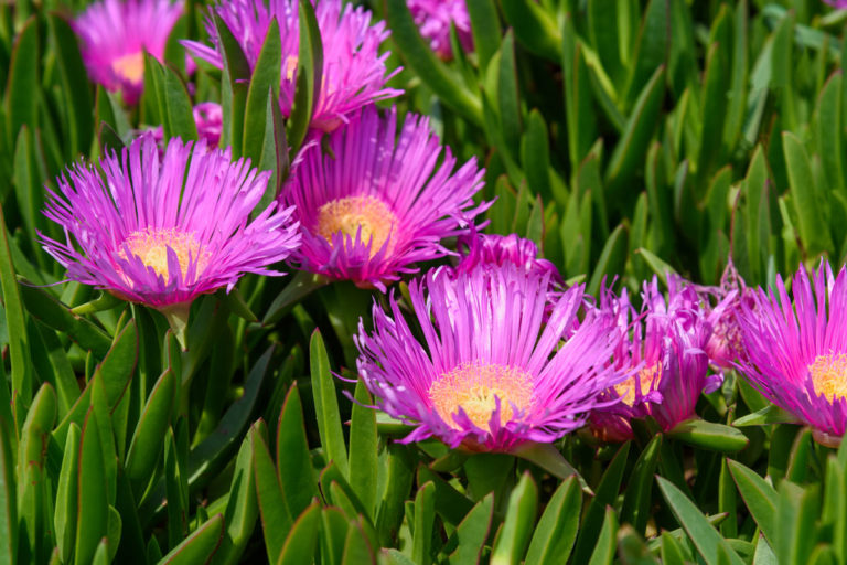 Carpobrotus, succulenta perenne tappezzante Coltivazione
