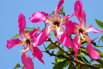 chorisia speciosa