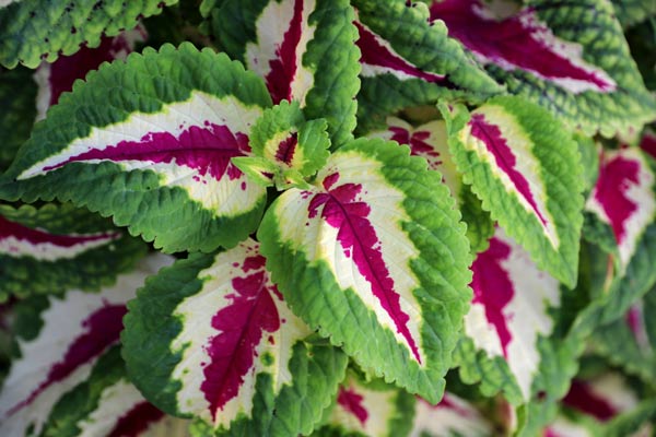 coleus