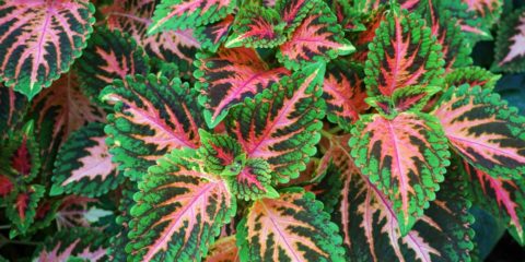 coleus