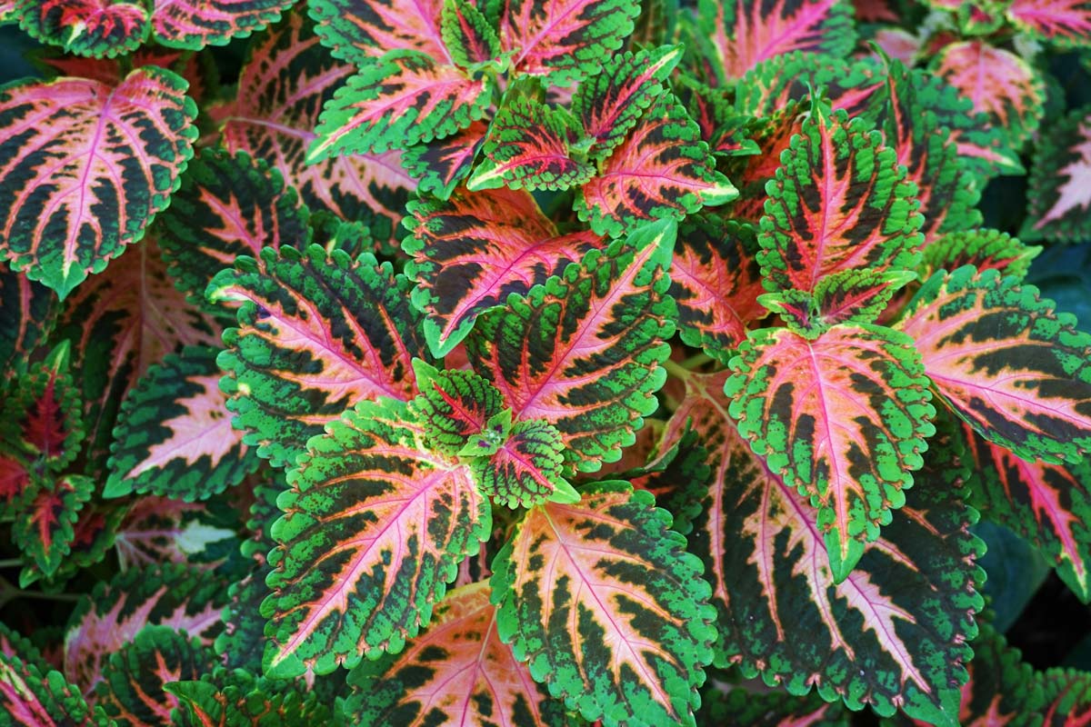 coleus