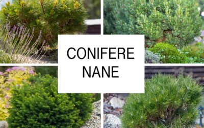 conifere nane