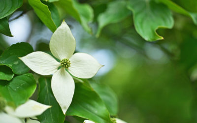 cornus kousa