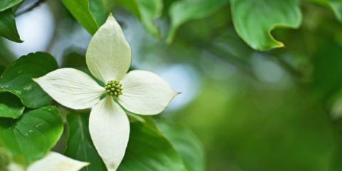 cornus kousa