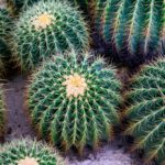 Echinocactus grusonii, il "cuscino della suocera" | Coltivazione e prezzi