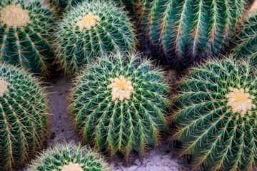 echinocactus grusonii