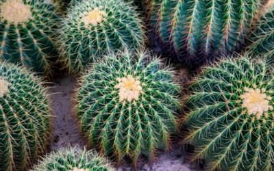 echinocactus grusonii