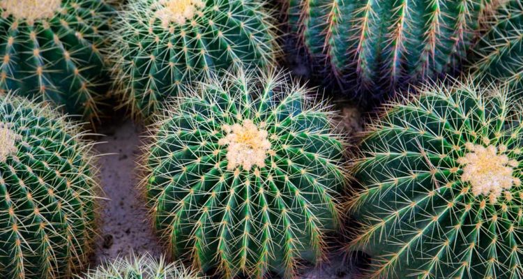 echinocactus grusonii