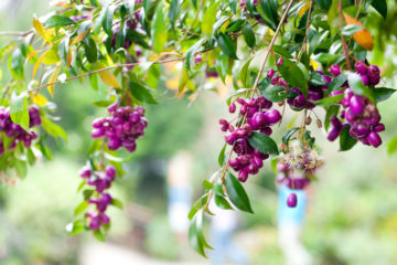 eugenia myrtifolia