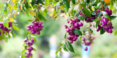 eugenia myrtifolia