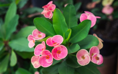 euphorbia milii