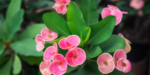 euphorbia milii