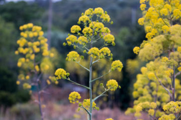 ferula