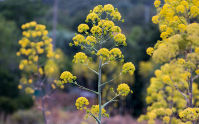 ferula