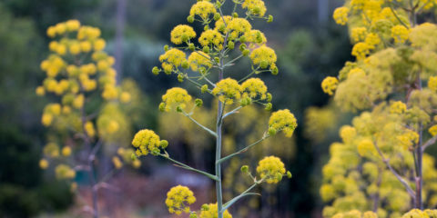 ferula