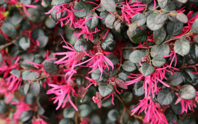 loropetalum