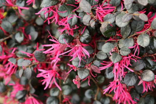 loropetalum