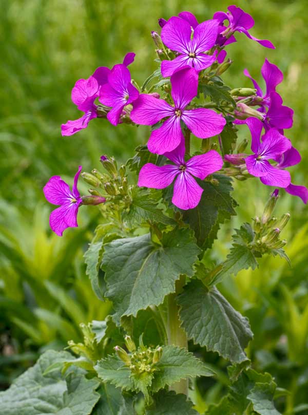 lunaria