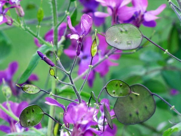 lunaria