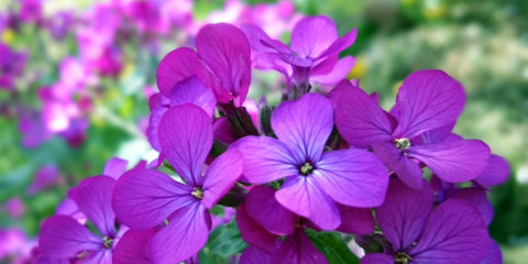 lunaria