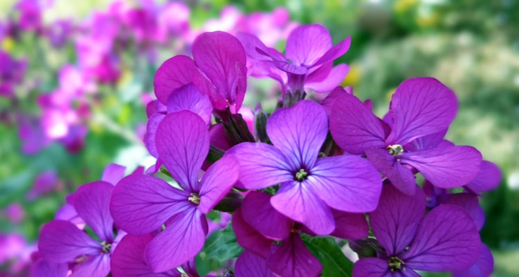 lunaria