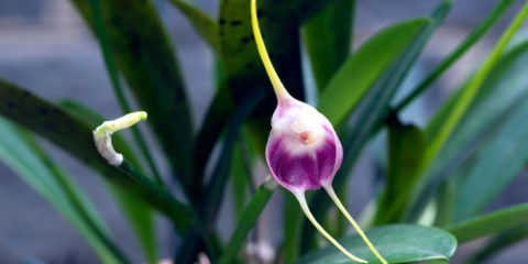 masdevallia