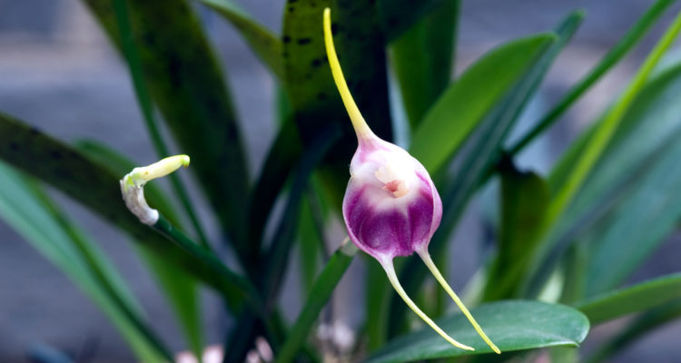 masdevallia