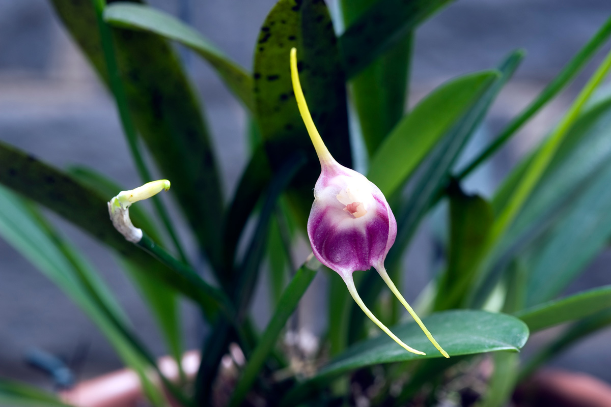 Piante Da Appartamento Orchidea.Masdevallia Come Coltivare L Orchidea Con I Fiori Dalle Lunghe Code