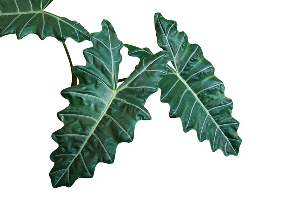 sanderiana