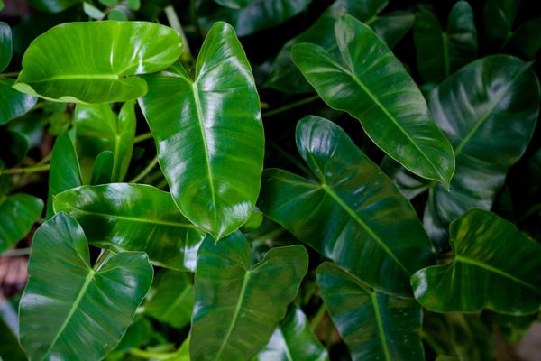 Alocasia pianta elefante