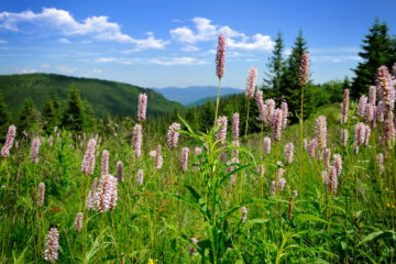 persicaria