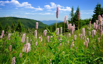 persicaria