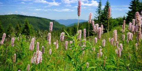 persicaria