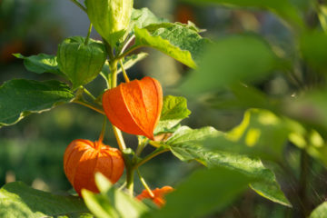 physalis