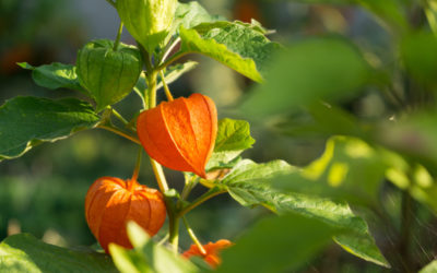physalis