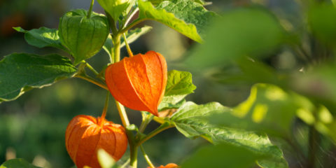 physalis