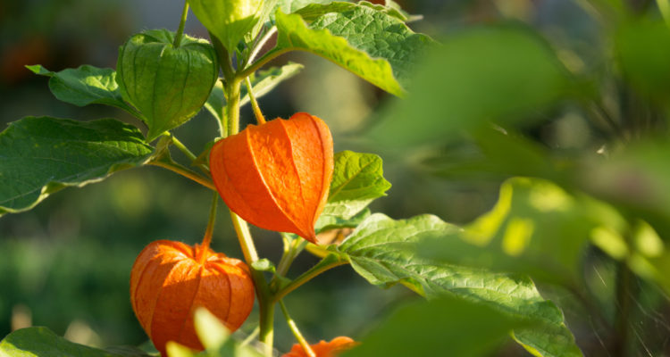 physalis