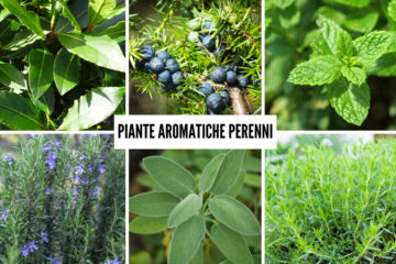 piante aromatiche perenni