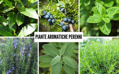 piante aromatiche perenni