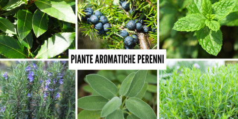 piante aromatiche perenni