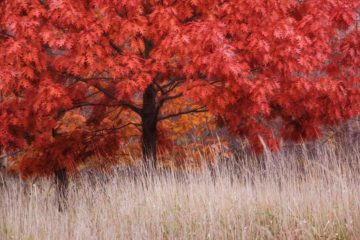 quercia rossa