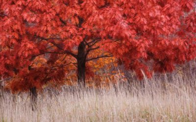 quercia rossa