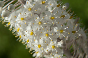 Scilla marittima