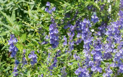 scutellaria
