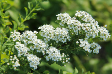 spirea