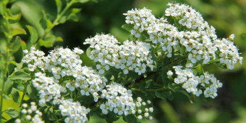 spirea