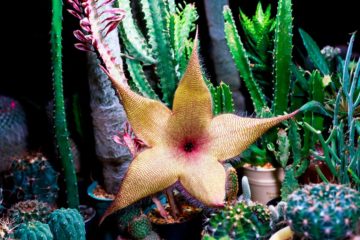 stapelia gigantea