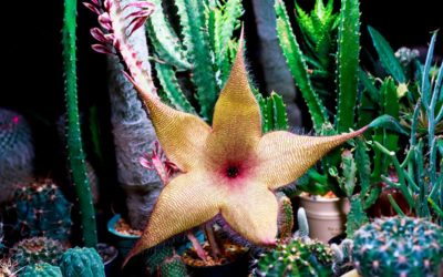 stapelia gigantea