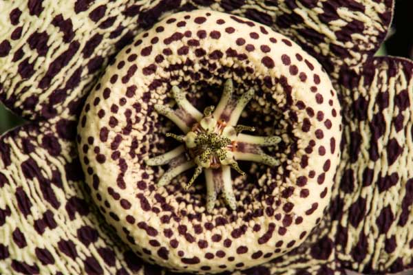 stapelia variegata