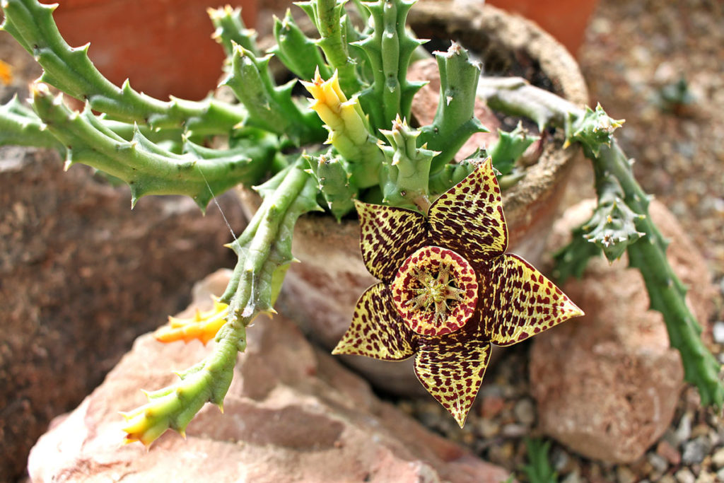 Stapelia grandiflora, la pianta grassa con il fiore a stella Coltivazione